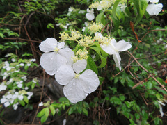 Hydrangea scandens
