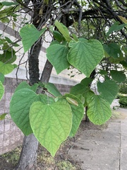 Cercis canadensis