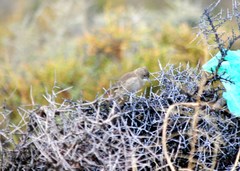 Pseudoseisura gutturalis