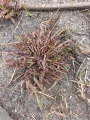 Taraxacum ceratophorum