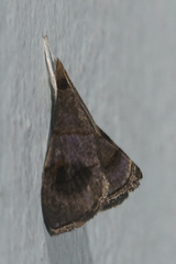 Clupeosoma