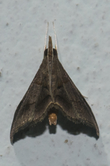 Clupeosoma