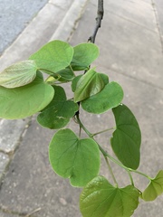 Cercis canadensis