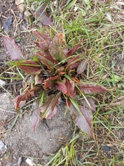 Rumex aquaticus