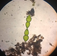 Pleurotaenium ovatum