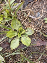 Plantago major