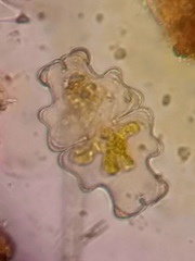 Euastrum sinuosum