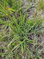 Plantago salsa