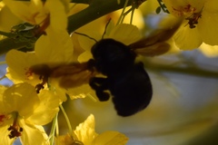 Xylocopa sonorina