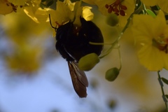 Xylocopa sonorina