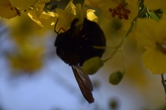 Xylocopa sonorina