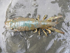 Upogebia