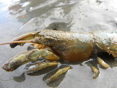 Upogebia