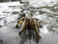 Upogebia