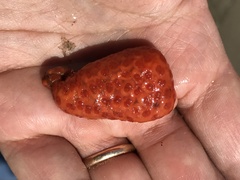 Metandrocarpa dura