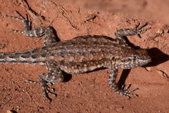 Uta stansburiana elegans