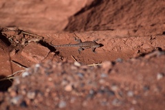 Uta stansburiana elegans