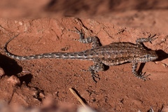 Uta stansburiana elegans