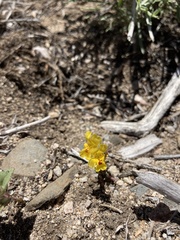 Erythranthe carsonensis