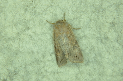 Orthosia revicta