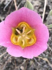 Calochortus ciscoensis