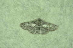 Cleora sublunaria