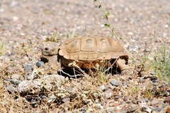 Chelonoidis chilensis