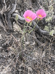 Calochortus ciscoensis