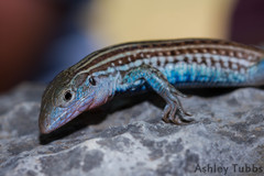 Common Spotted Whiptail photo 2