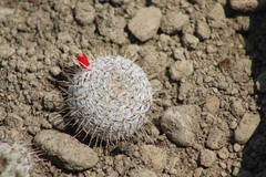Mammillaria haageana haageana