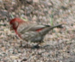 Haemorhous mexicanus