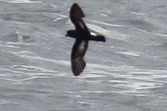 Hydrobates pelagicus