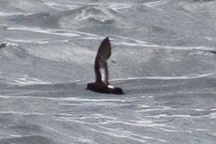 Hydrobates pelagicus