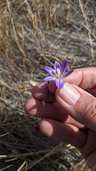 Brodiaea orcuttii