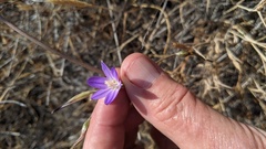 Brodiaea filifolia