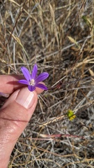 Brodiaea orcuttii