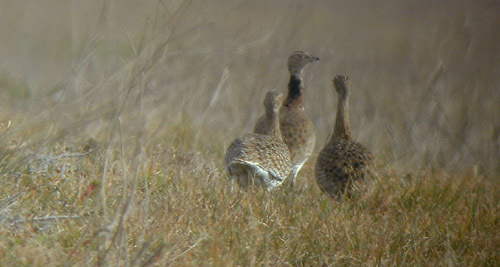 Little Bustard