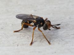 Abrachyglossum capitatum