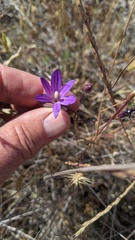 Brodiaea orcuttii