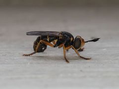 Abrachyglossum capitatum