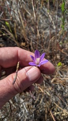 Brodiaea orcuttii