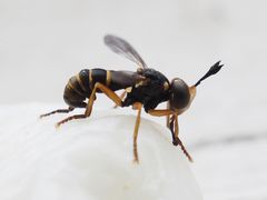 Abrachyglossum capitatum