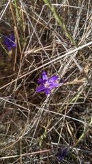 Brodiaea terrestris kernensis