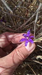 Brodiaea terrestris kernensis