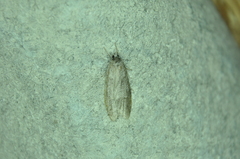 Semioscopis