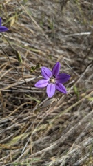 Brodiaea filifolia