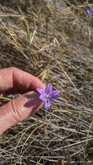 Brodiaea filifolia