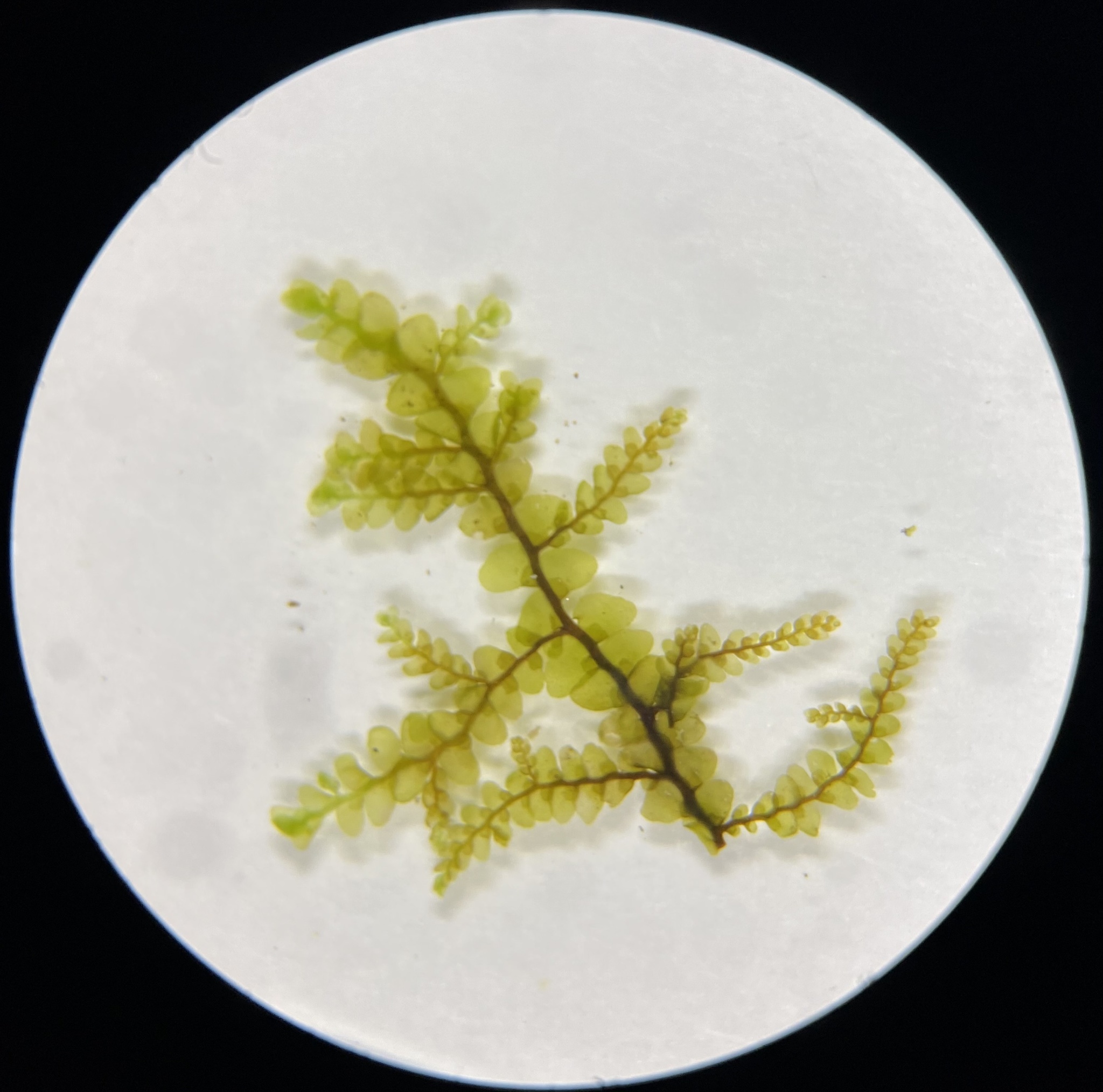 Radula tenax