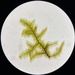 Radula tenax - Photo (c) Tom Neily, algunos derechos reservados (CC BY-NC), subido por Tom Neily