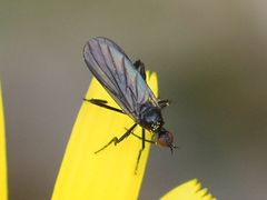 Empis pennipes